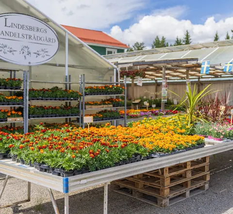 Vår handelsträdgård