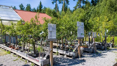Buskar och prydnadsträd i utomhusavdelningen