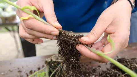 Plantering med färsk jord