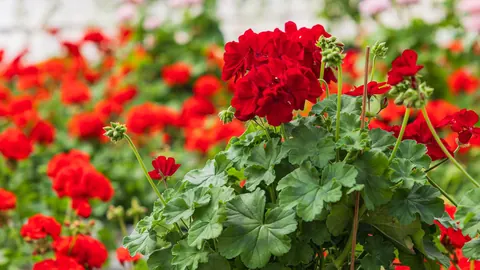 Blommor och sommarblommor