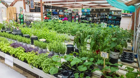 Plantor och växter