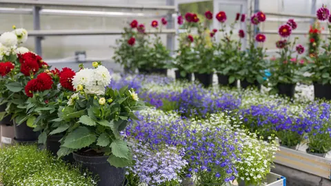 Sommarblommor