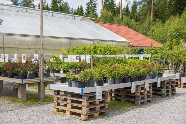 Lindesbergs Handelsträdgård – bild från butiken och växthusen
