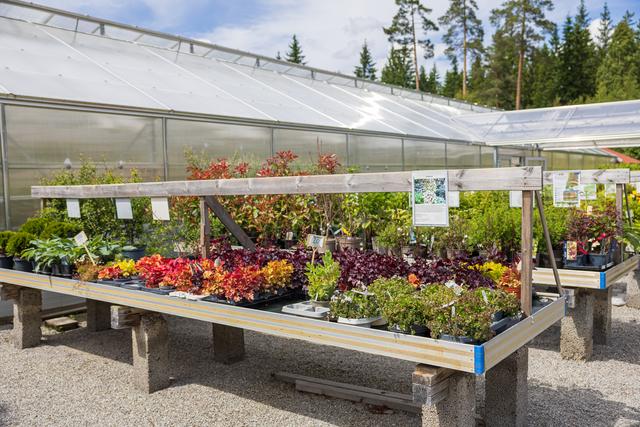 Lindesbergs Handelsträdgård – bild från butiken och växthusen