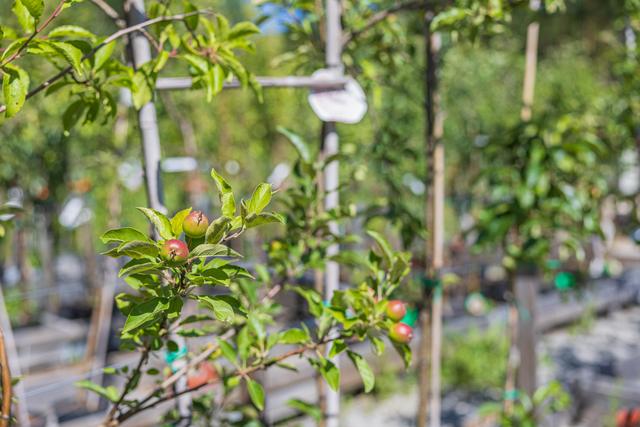 Lindesbergs Handelsträdgård – blommor och växter