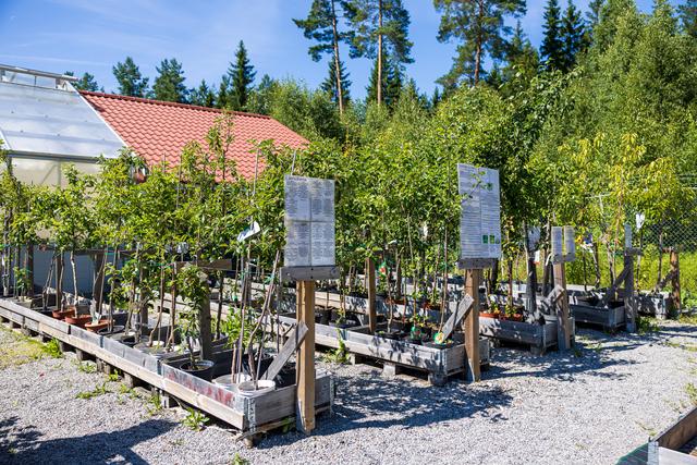 Lindesbergs Handelsträdgård – blommor och växter