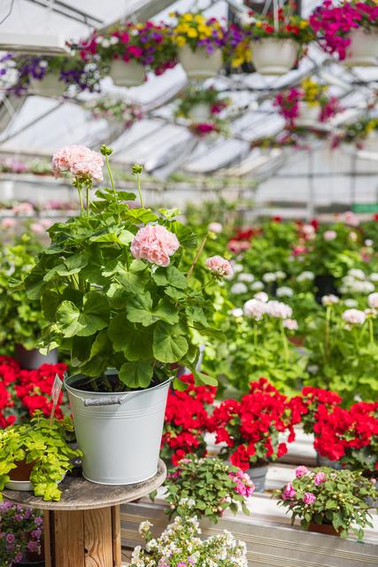 Växthusgång med blommor