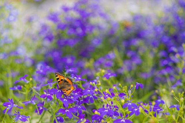 Sommarblommor och fjärilar